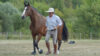 Horseman "La Théorie : Comment les chevaux apprennent"<span> - </span>En 1 fois