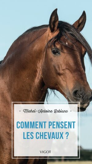 Comment pensent les chevaux ?