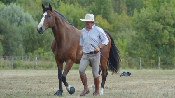 Horseman "La Théorie : Comment les chevaux apprennent"