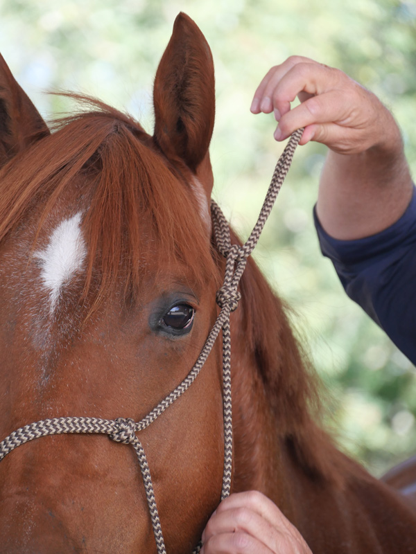 Matériel d'équitation éthologique - Equifeel - Licol éthologique 